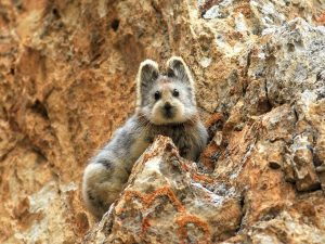 animalier-magazine-pika-di-Ili-ocotone-ricompare-rischio-estinzione (2)