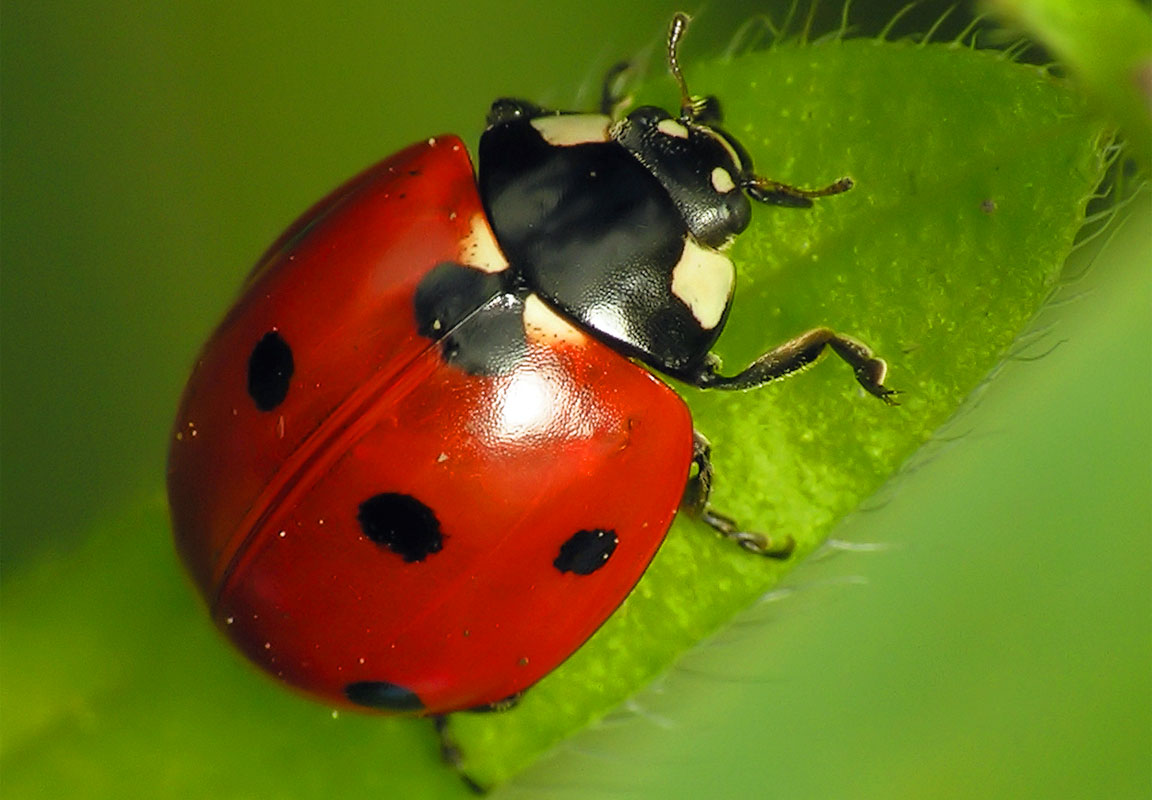 Perch le coccinelle hanno i puntini Animalier