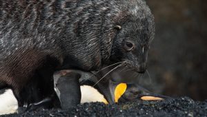 EXCLUSIVE; SEAL SEXUAL HARASSMENT OF PENGUINS; MARION ISLAND; ANTARCTICA