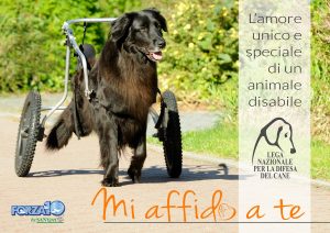 animalier-magazine-mi-affido-a-te-adozione-cane-disabile-lega-del-cane