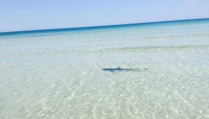 animalier-magazine-squalo-blu-porto-cesareo-puglia