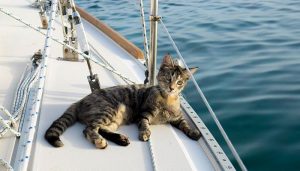 animalier-magazine-gatto-georgie-vive-su-barca (2)