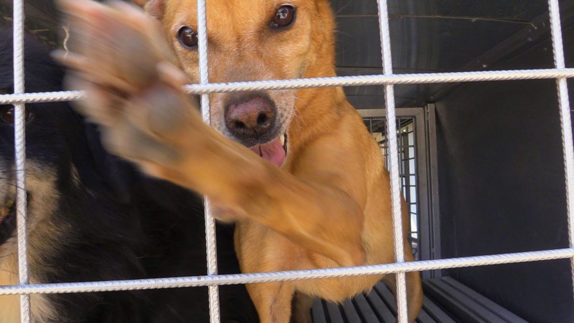 sgomberato-il-poverello-trasferiti-cani