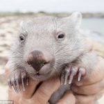 wombat_derek