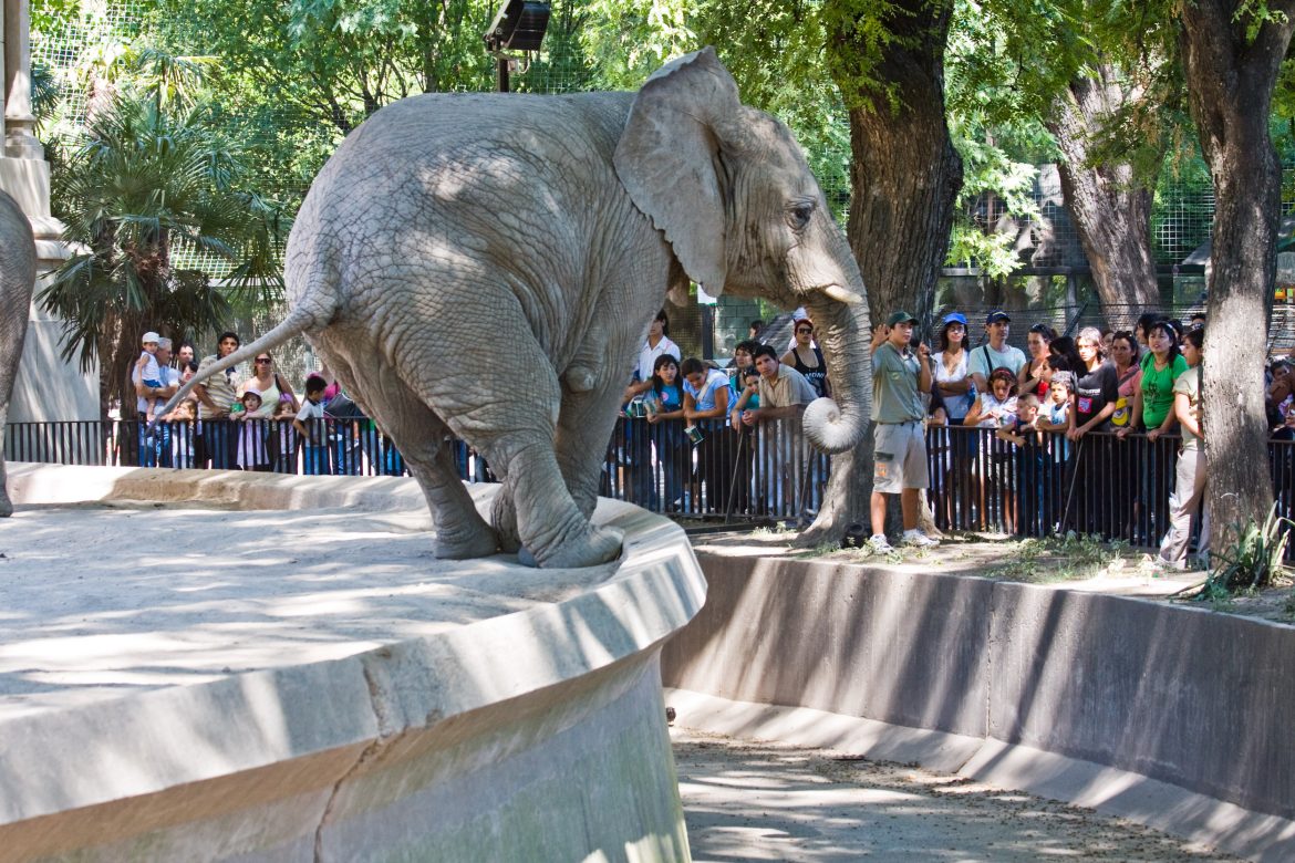 buenos-aires-zoo-chiude