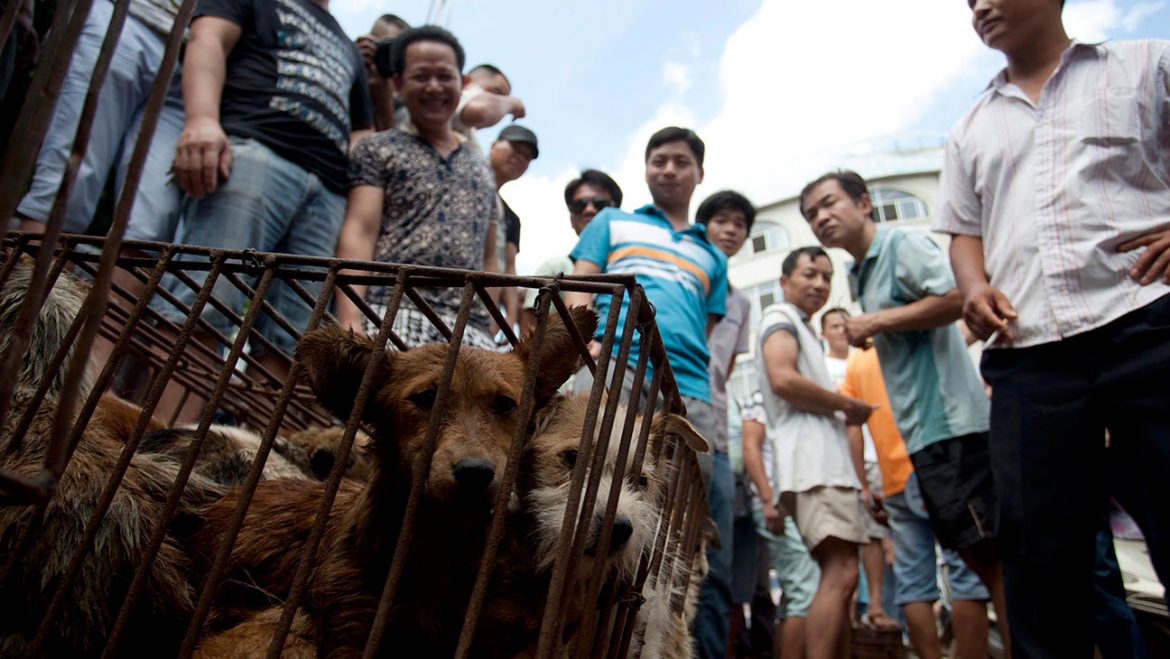 yulin-festival-protesta-animalisti-italiani