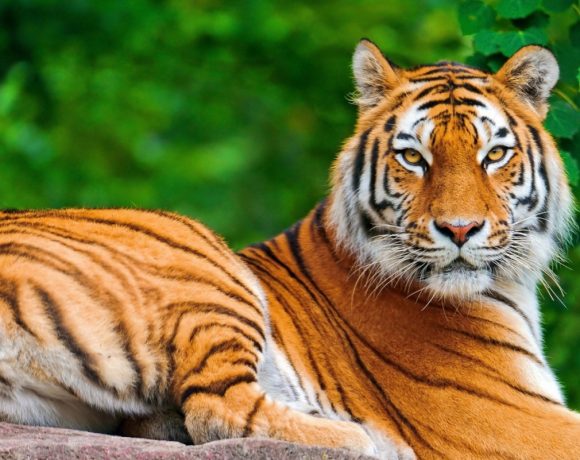 tiger-day-giornata-mondiale-della-tigre