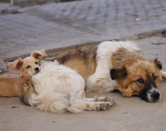 tassa-cani-non-sterilizzati-emendamento-pd