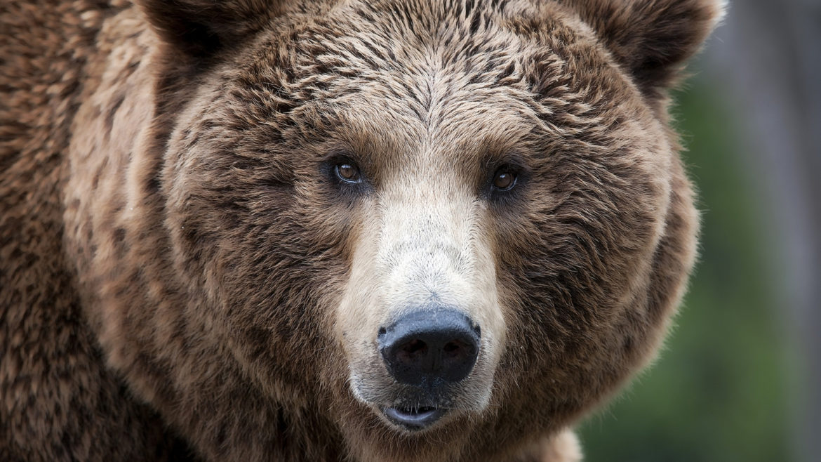 aggressione orso trentino parere marchesini