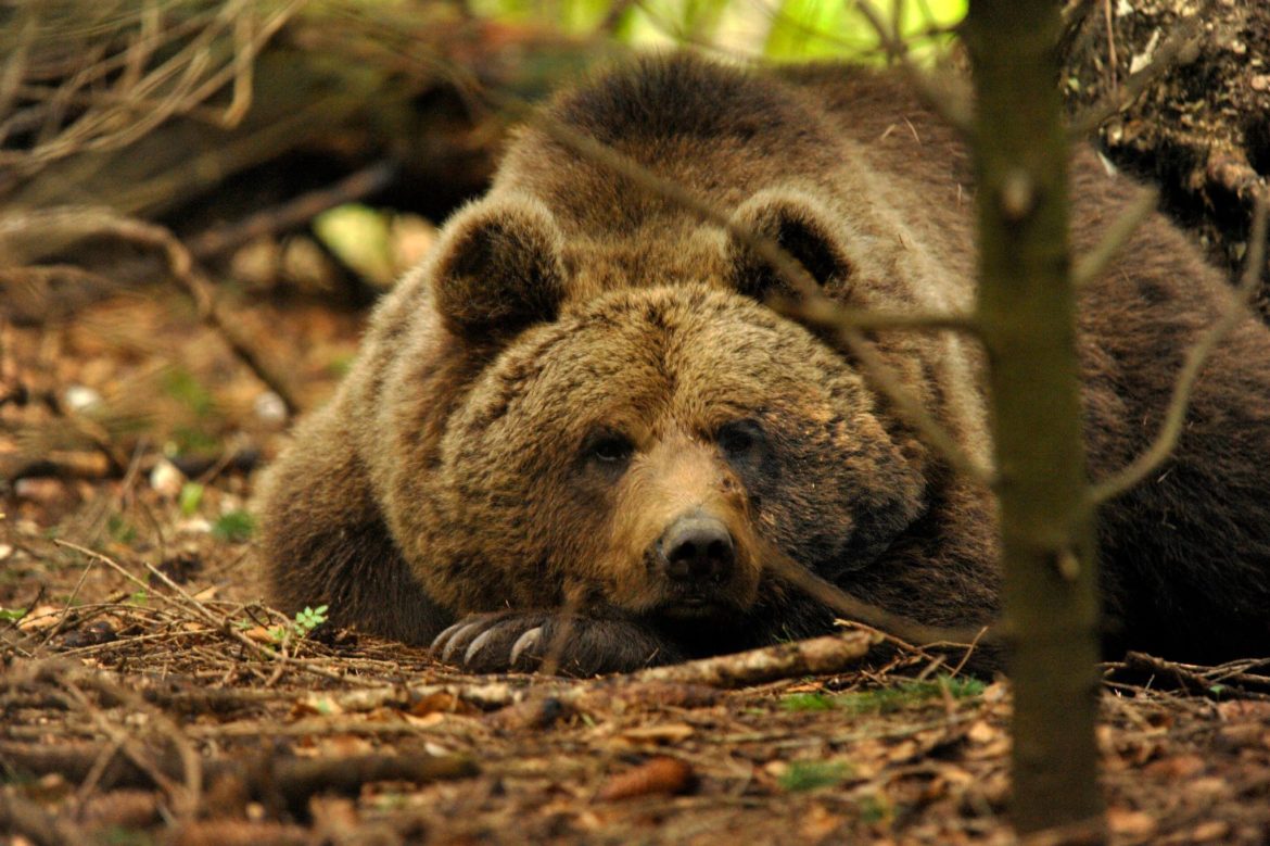 trentino uomo aggredisce orso